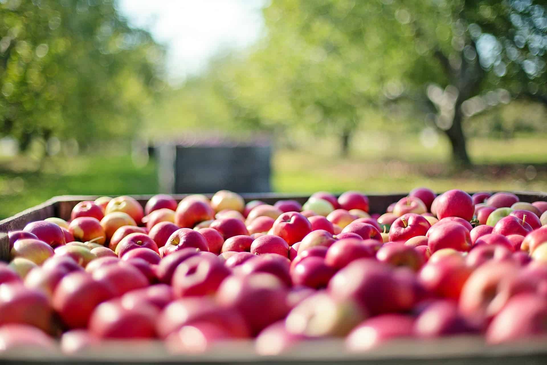 Ragged Hill Orchard photo